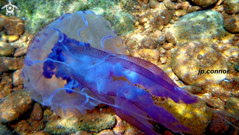 A Pelagia noctiluca | Méduse Pélagique