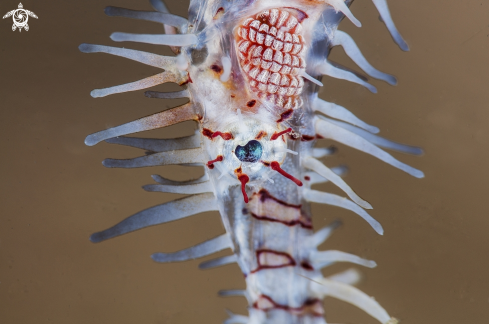 A Solenostomus paradoxus | ghost pipe fish