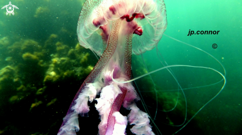 A Pelagia noctiluca | M�duse P�lagique