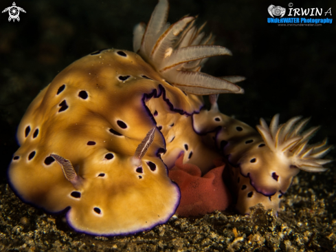 A Nudibranch ( Chromodoris Leopardus )