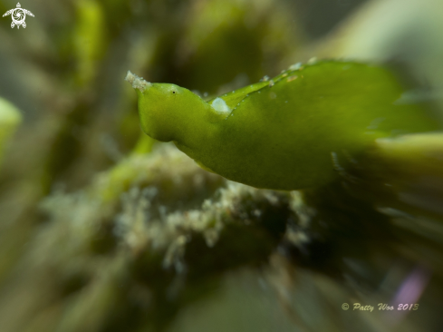 A Halimeda Sapsucking Slug 