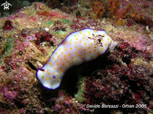 A Nudibranch