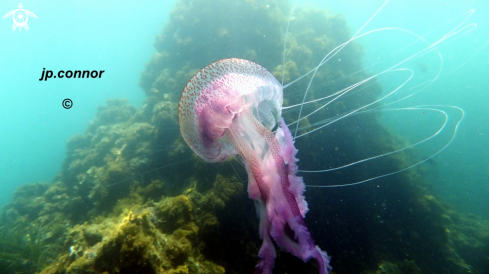 A Pelagia noctiluca | Méduse Pélagique