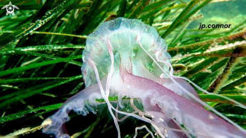 A Pelagia noctiluca | Méduse Pélagique