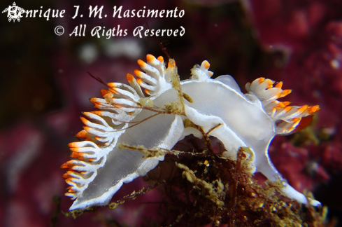 A nudibranch