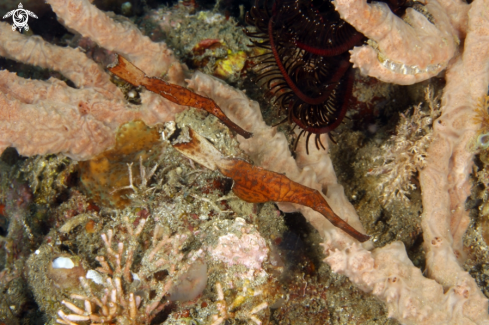 A underwater creature