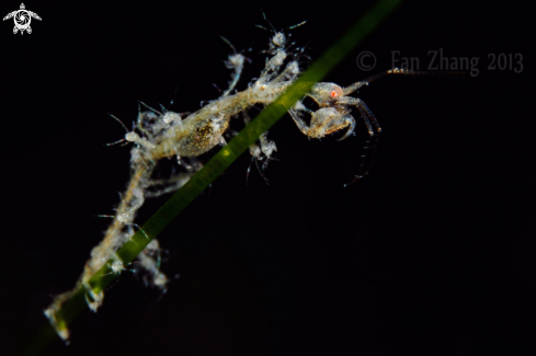 A skeleton shrimp 