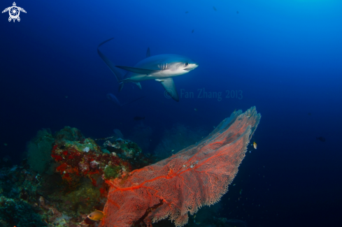 A Thresher sharks | Thresher shark