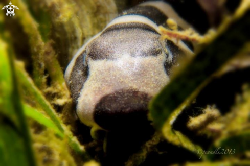 A Chiloscyllium punctatum | Bamboo cat shark