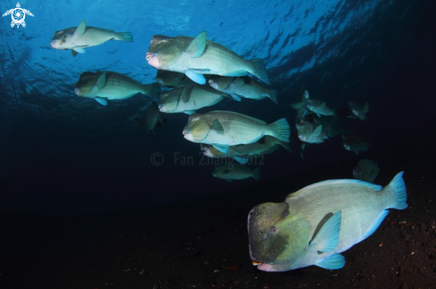 A Bumphead parrotfish