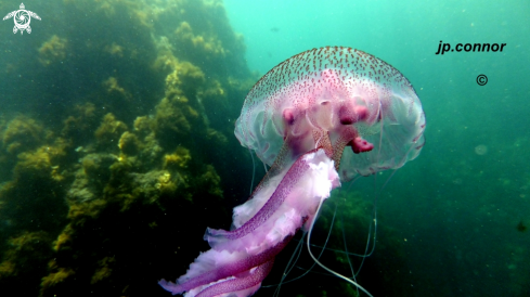 A Pelagia noctiluca | Méduse Pélagique