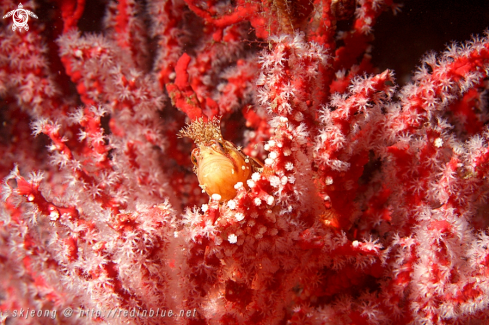 A Chirolophis japonicus | fringed blenny