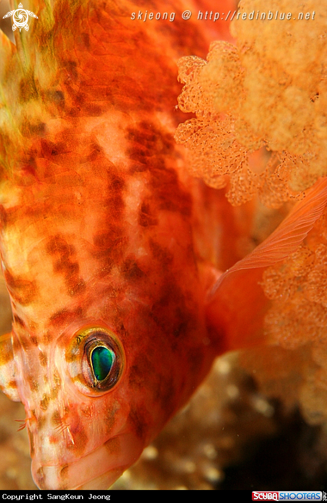 A Spotted Hawkfish