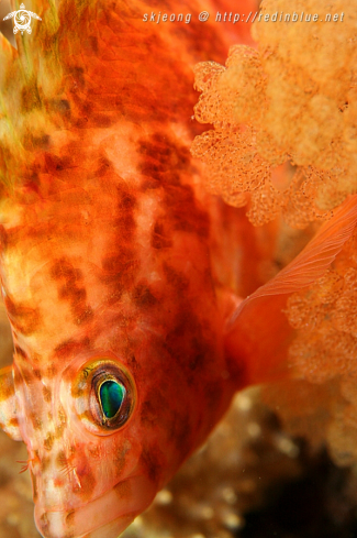 A Cirrhitichthys aprinus | Spotted Hawkfish