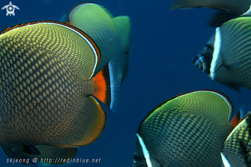 A Angelfish