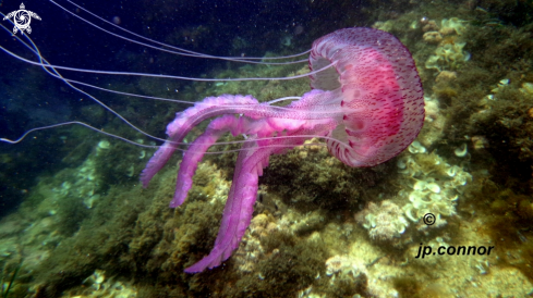 A Pelagia noctiluca | Méduse Pélagique