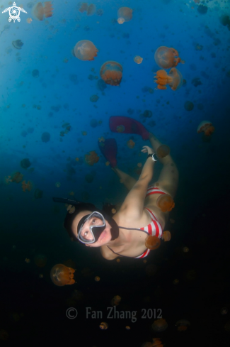 A Jellyfish Lake