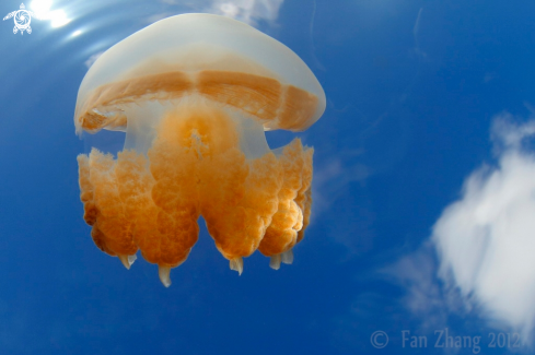 A Golden Jellyfish 