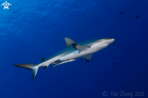 A Carcharhinus amblyrhynchos | Grey reef shark