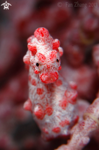 A Hippocampus bargibanti | Pygmy seahorse