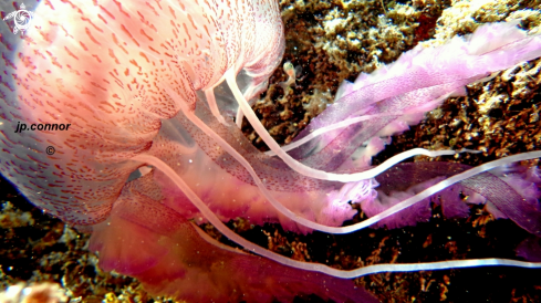 A Pelagia noctiluca | Méduse Pélagique