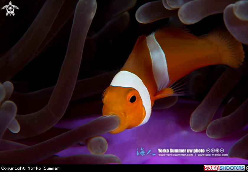 A Clown Anemonefish is swallowing a tentacle of anemone 