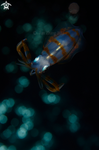 A Bigfin reef squid