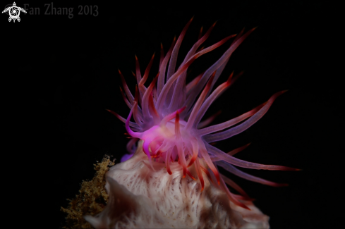 A Redline flabellina