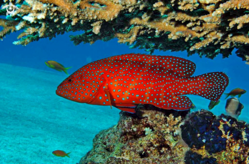 A reef fish