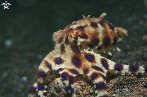 A Blue Ring Octopus