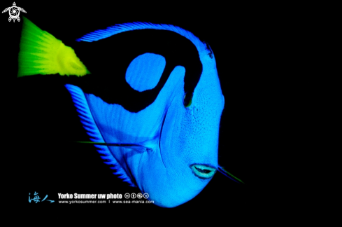 A Dory (Regal Blue Surgeonfish)