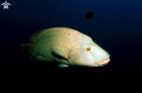 A napoleon fish