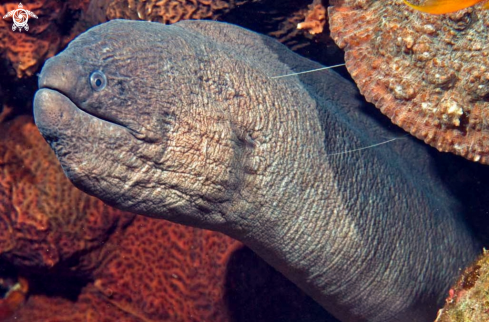 A eel