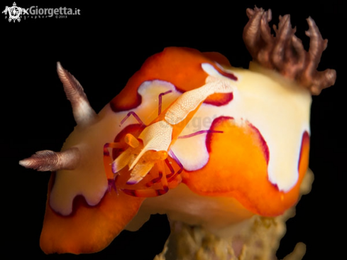 A nudibranch