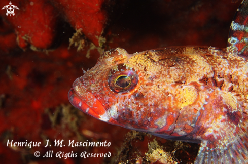 A Gobius cruentatus | ?????