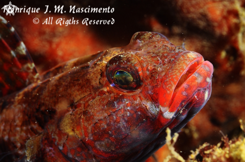 A Gobius cruentatus | ?????