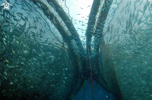A underwater fish farm