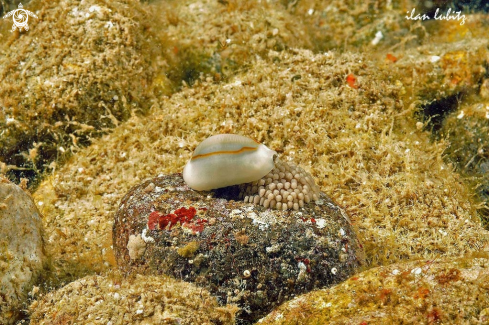 A cowrie