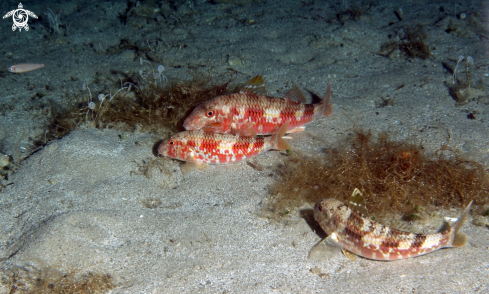 A Triglia di scoglio-Mediterranean goatfish