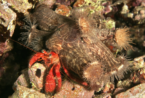 A Dardanus calidus-Calliactis parasitica | Dardano con attinia