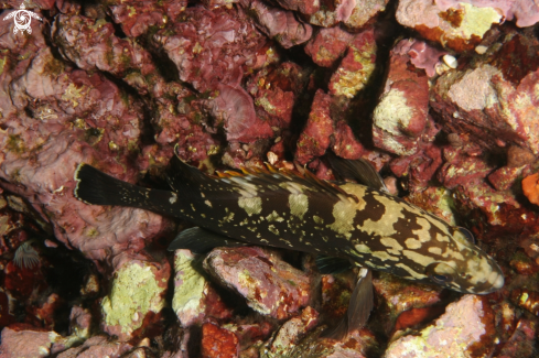 A Epinephelus marginatus-juvenile | Cernia bruna