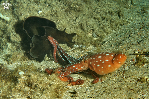 A Polpessa e lepre di mare