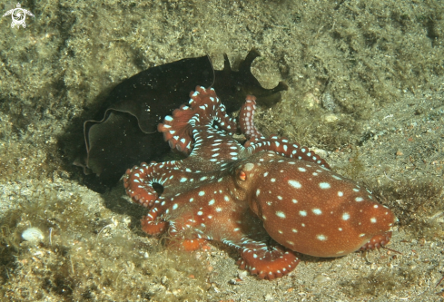 A Polpessa e lepre di mare