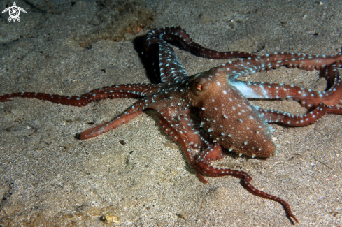 A Octopus macropus | Polpessa