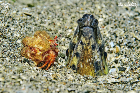 A hermit crab and eel snake