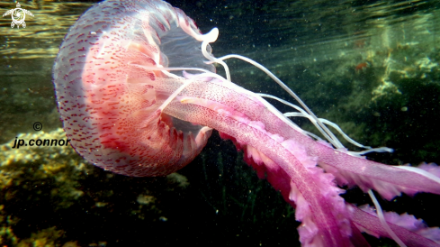 A Pelagia noctiluca | Méduse Pélagique