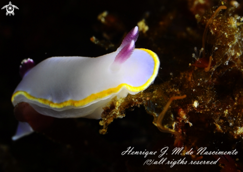 A Felimida purpurea | Nudi