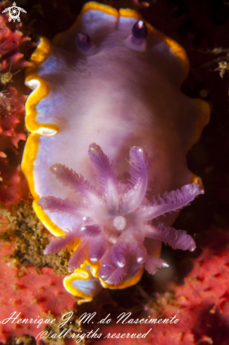 A Felimida purpurea | Nudi