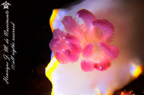 A Felimida purpurea | Nudi