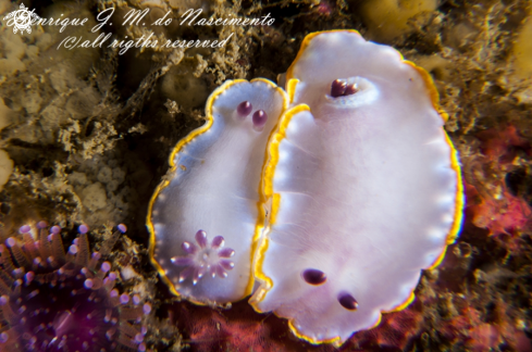 A Felimida purpurea | Nudi